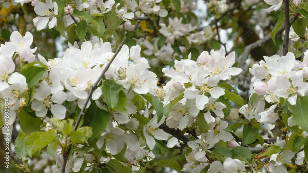 White flowers of the blooming apple tree with the bees flying around for pollination in Estonia White flowers of the blooming apple tree with the bees flying around for pollination in Estonia