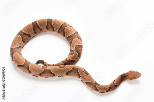 Copperhead Snake on a White Background photo