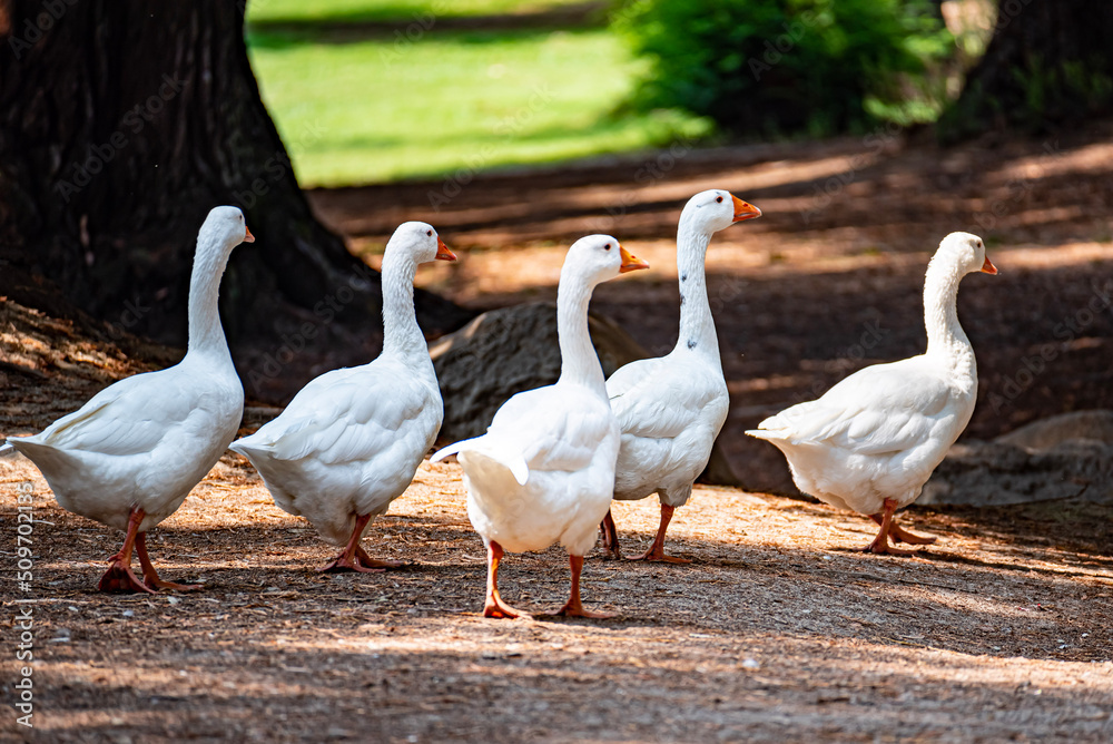 group of geese group of geese