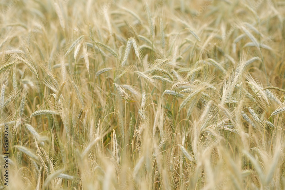 Spikes of ripe rye in sun close-up with soft focus