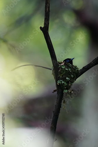 japanese paradise flycatcher on the nest