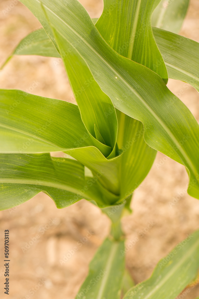 Corn Plants in a Louisiana Field Corn Plants in a Louisiana Field
