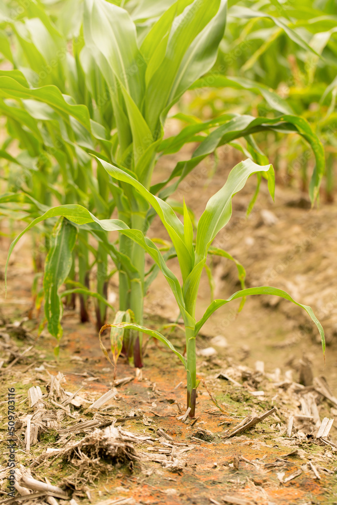 Fototapeta premium Corn Plants in a Louisiana Field