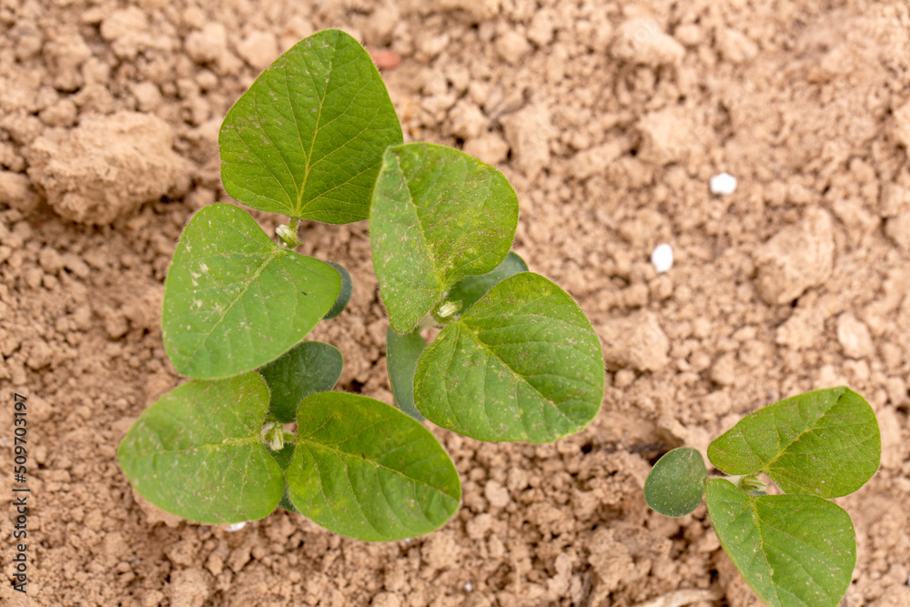 Soybean Seedlings Growing in a Louisiana Field Soybean Seedlings Growing in a Louisiana Field