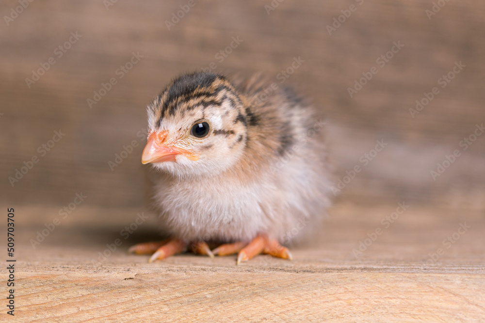 Guinea Fowl Chicks Guinea Fowl Chicks