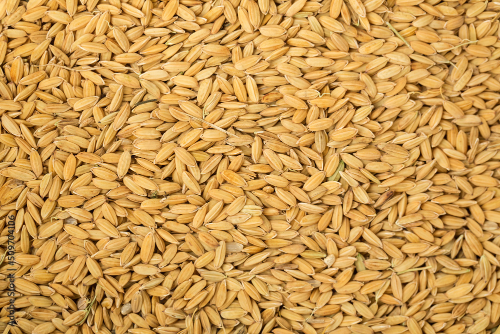 Grains of Rice Harvested in Louisiana Grains of Rice Harvested in Louisiana