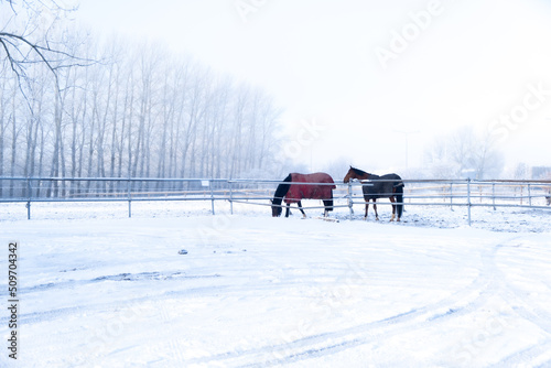 Horses eating lunch in winter. Lund Sweden © Angelos