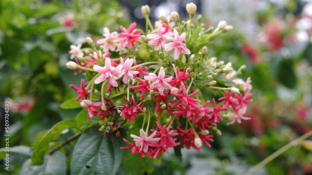 Combretum indicum,  known as the Rangoon creeper, is a vine with red flower clusters. native to tropical Asia.