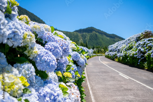 Azores, Empty flowery road with beautiful hydrangea flowers in selective focus on the roadside in Lagoa Sete Cidades. São Miguel Island, in the Açores.