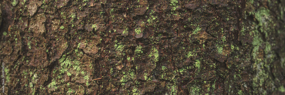 Natural texture of tree bark. The trunk of an old tree, covered with lichen and moss. Natural wood background with bark patterns. Close-up side view.