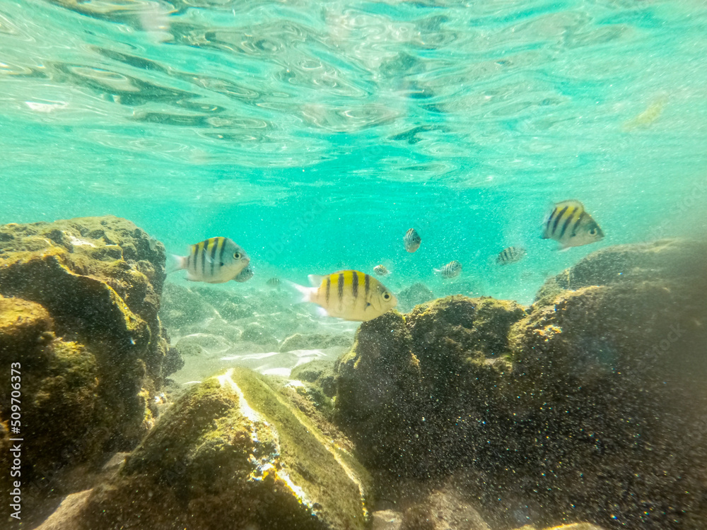 Naklejka premium coral reef in the sea