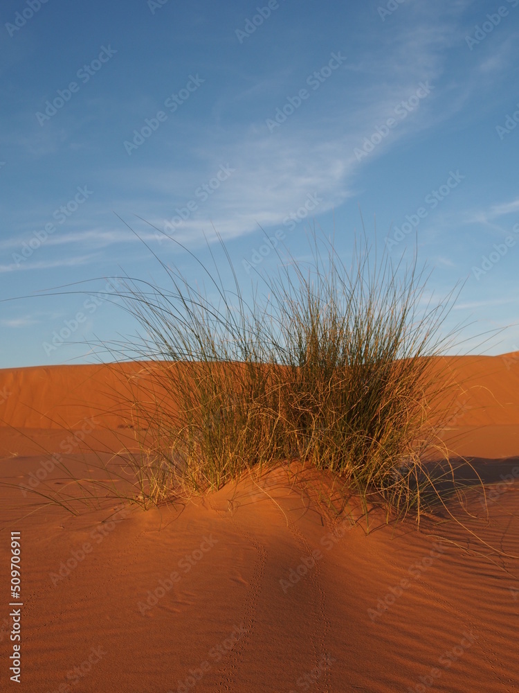 Une touffe d'herbe émerge d'une dune dans le désert du Sahara Stock