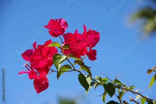 Blooming red bougainvillea twig against blue sky