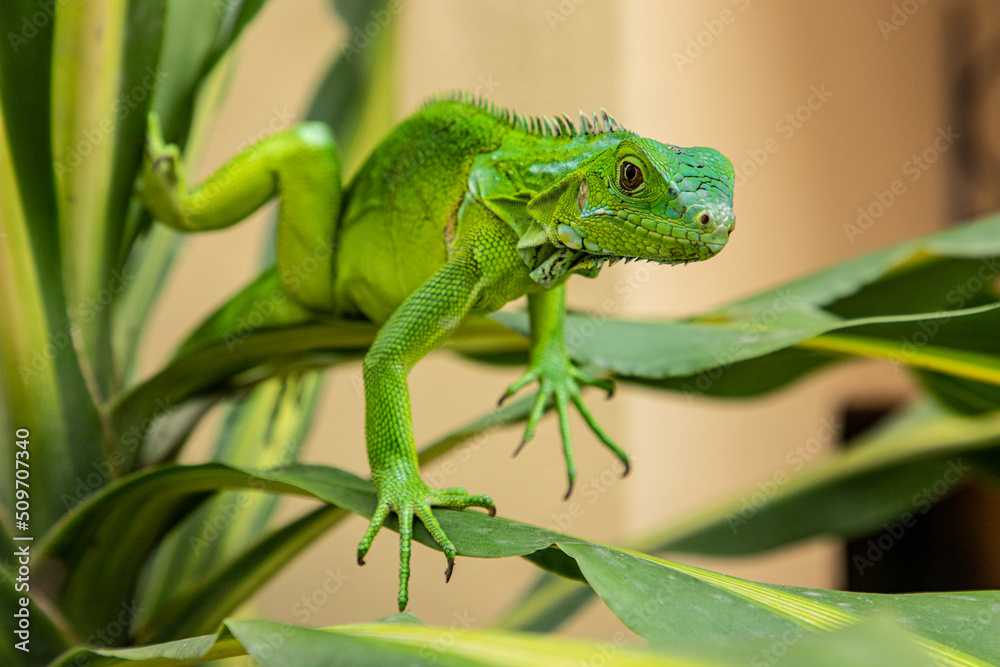 Fototapeta premium Iguana on Branch