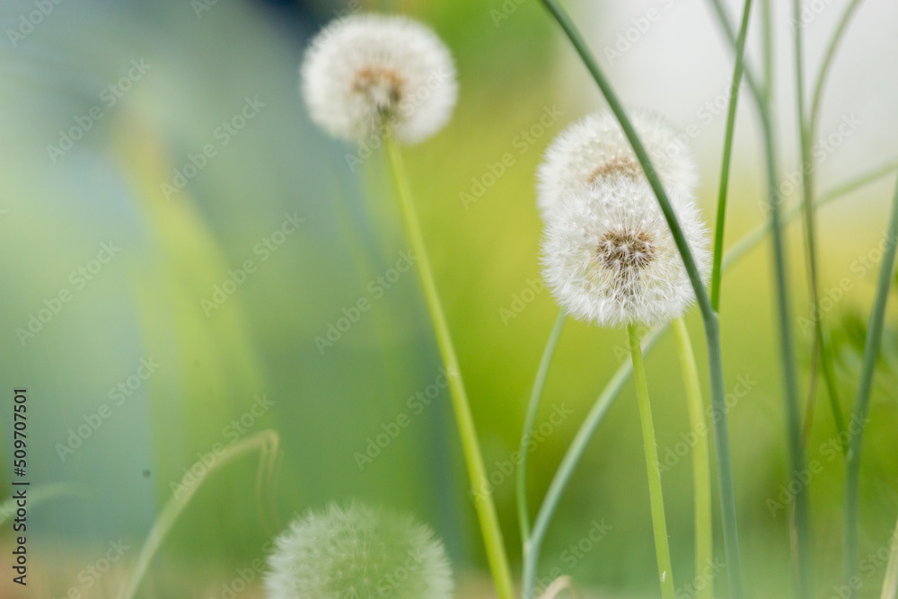 Dandelion with a Blurred Greenery Background and Colorful Bokeh in the Summer