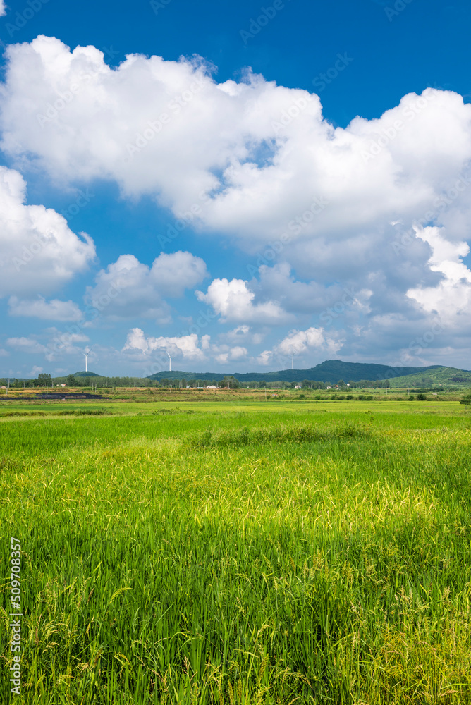 green field and blue sky green field and blue sky