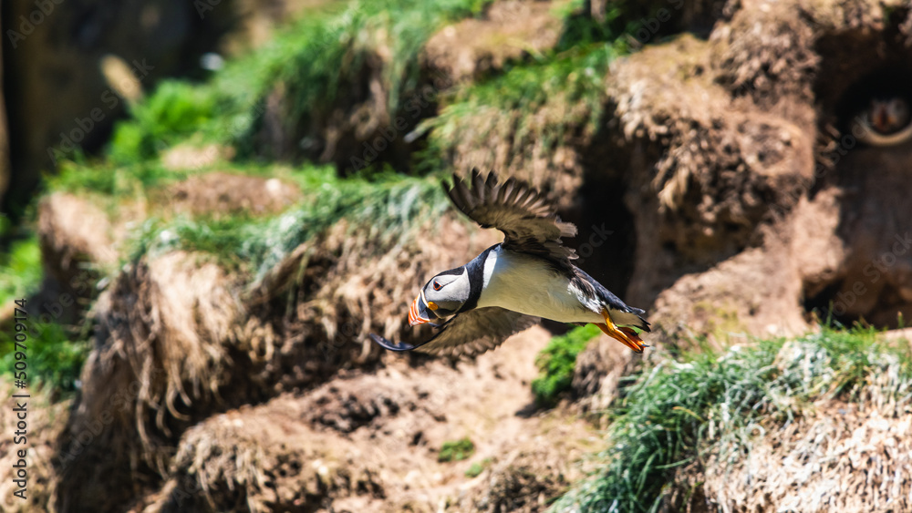 Naklejka premium Atlantic Puffin, Fratercula arctica in flight from Puffin Cove, Drumhollistan, Scotland