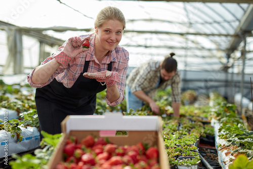 Slika na platnu Satisfied woman gardener growing strawberries, showing good harvest of berries i