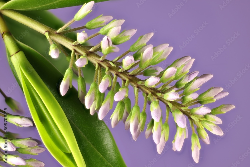Fototapeta premium Isolated stem of Hebe 'Wiri Image' foliage and emerging flowers on purple background