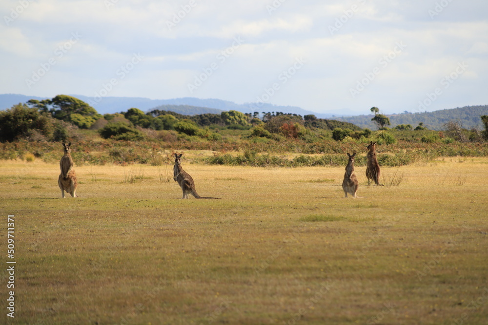 Fototapeta premium kangaroo in a bush at parc national Narawntapu
