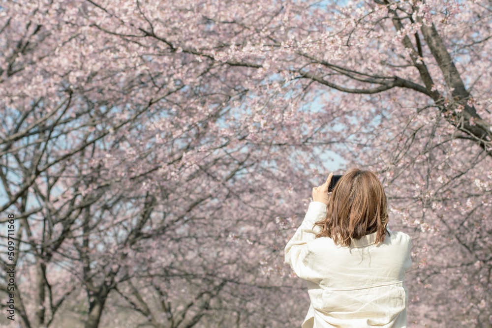 White shirt girl taking pictures under cherry blossoms in Japan; 埼玉県 北浅羽桜堤公園 安行寒桜;白シャツの女性が桜トンネルの下に写真を撮る White shirt girl taking pictures under cherry blossoms in Japan; 埼玉県 北浅羽桜堤公園 安行寒桜;白シャツの女性が桜トンネルの下に写真を撮る