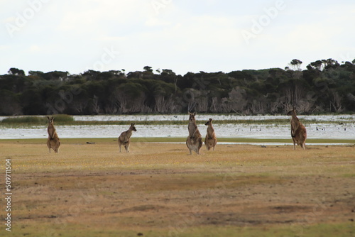 kangaroo in a bush at parc national Narawntapu photo