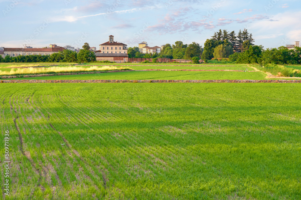 Early summer sunrise panorama of a paddy field near the city of Novara (Piedmont, Northern Italy); with Vercelli and Pavia they form the so-called rice triangle, as Italy and Europe top producers.