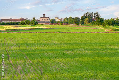 Quadro su tela Early summer sunrise panorama of a paddy field near the city of Novara (Piedmont, Northern Italy); with Vercelli and Pavia they form the so-called rice triangle, as Italy and Europe top producers