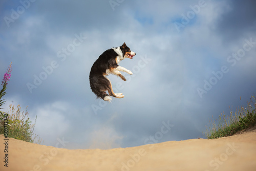 dog border collie jumping in a field against the sky