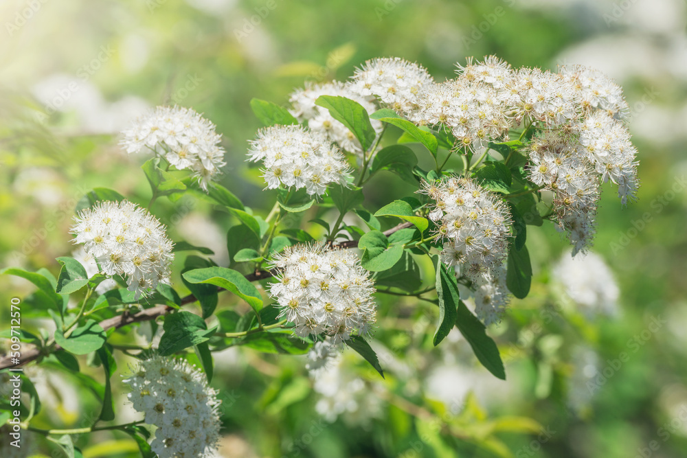 White flowers at sunny spring day. White flowers at sunny spring day.