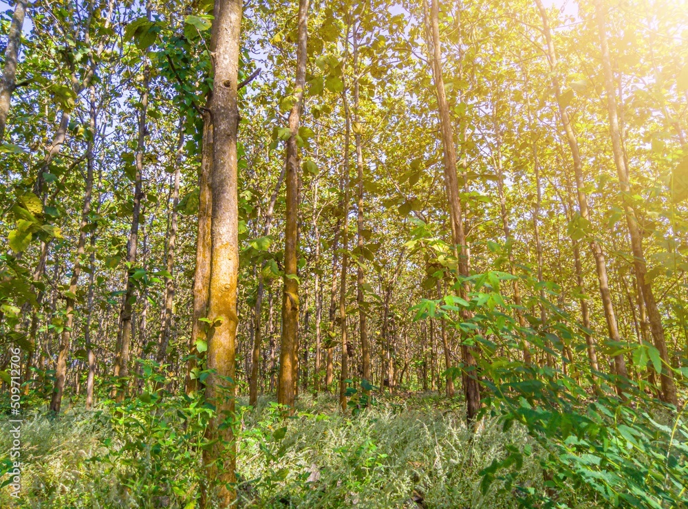 Fototapeta premium view of teak trees in the forest, teak trees in the morning, nature background, teak trees in tropical forest, nature wallpaper, teak tree of life