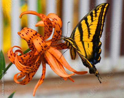 Butterfly on lily