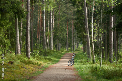 Bicycle parked on a hiking trail in the majestic evergreen forest park. Mighty pine trees. Concept landscape. Nature, tourism, nordic walking, cycling, exploring, healthy lifestyle, sport themes