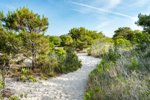 a sandy pathway through a healthy and thriving coastal beach dune ecosystem with shrubs bushes and other vegetation taking root into the dry ground