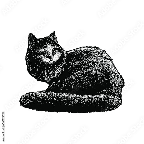 Ragamuffin cat hand drawing illustration isolated on background