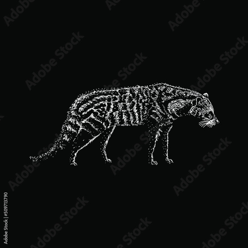 African Civet hand drawing vector illustration isolated on black background