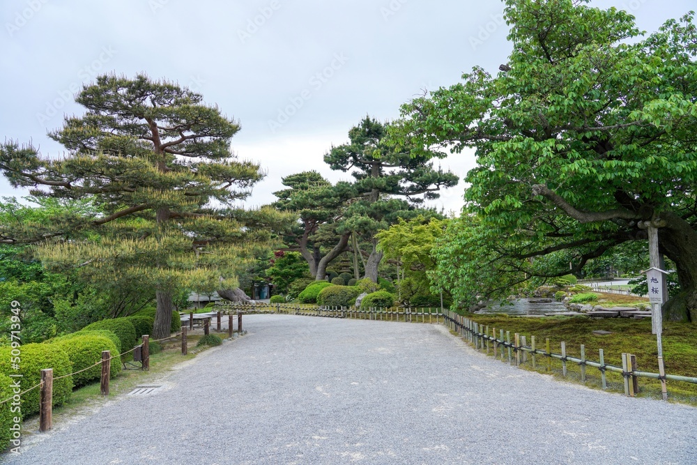 兼六園で見たたくさんの新芽をつけた古い松の大木の情景＠石川