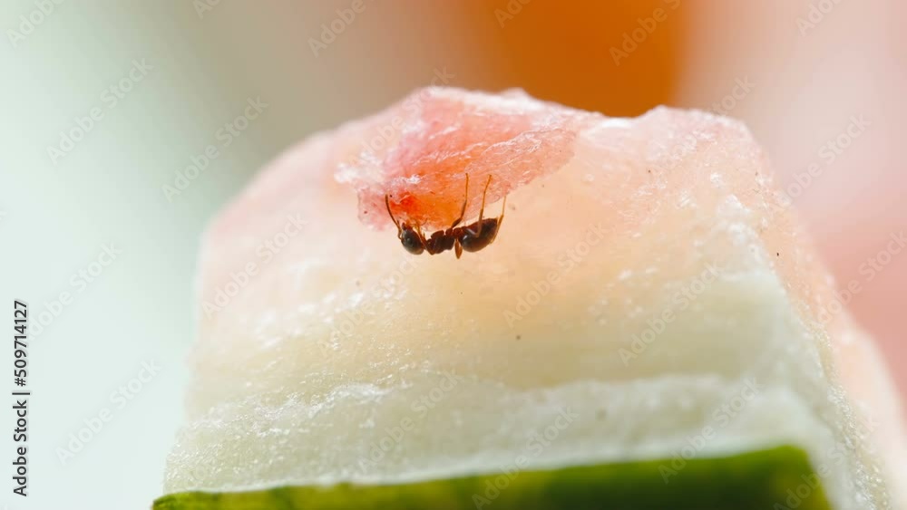 A black ant on the watermelon rind after eating the fruit in Estonia