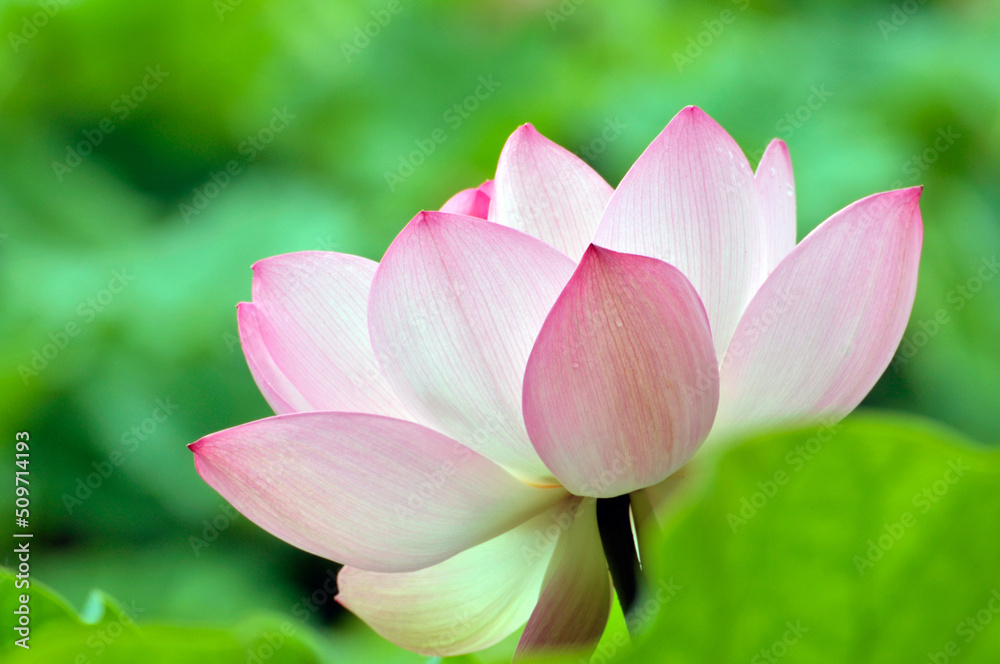 Blossoming lotus flower