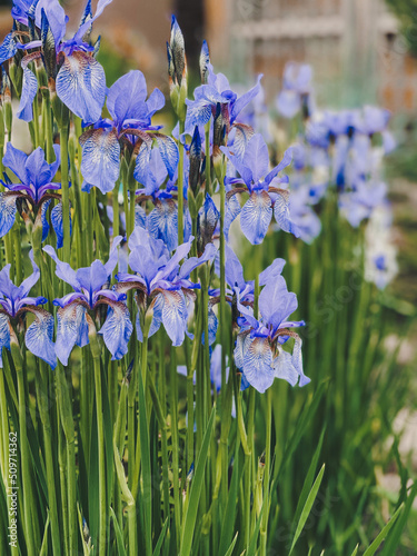 blue irises