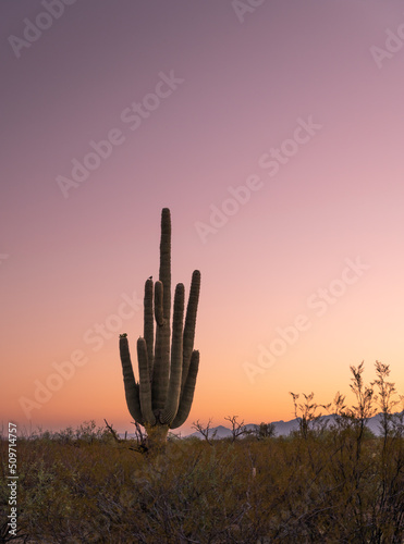 sunrise with silhouette of saguaro cactus