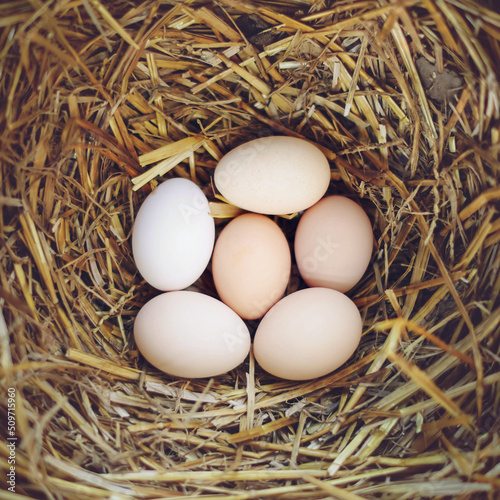 Chicken Eggs 