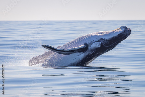 Canvastavla Whale breaching in Byron Bay NSW