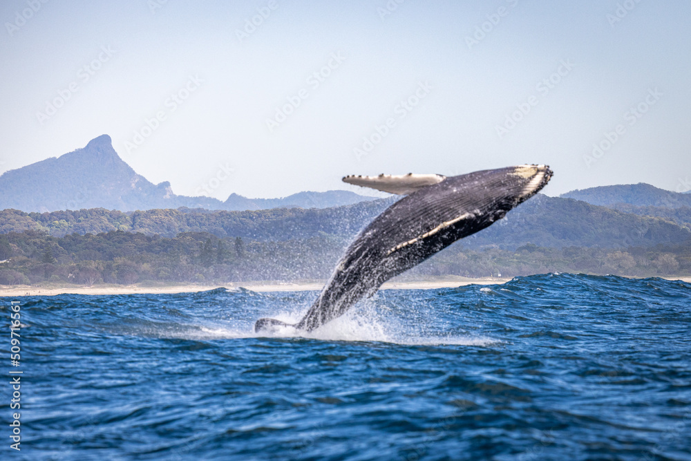 Fototapeta premium Whale breaching in Brunswick with Mount Warning in the background