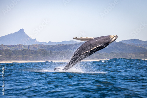 Whale breaching in Brunswick with Mount Warning in the background © Amanda