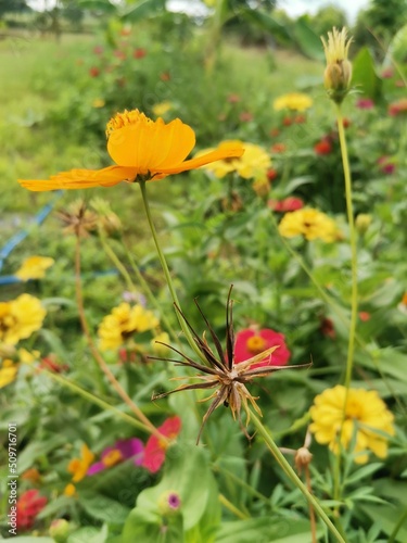 yellow cosmos seeds in the garden