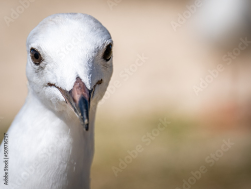 close up of a seagull