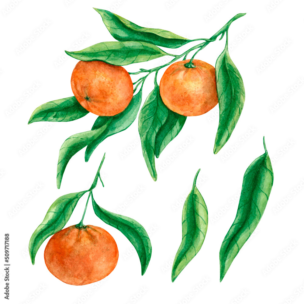 Watercolor illustration of a citrus tree branch with ripe tangerines and green leaves, isolated on a white background, drawn by hand.