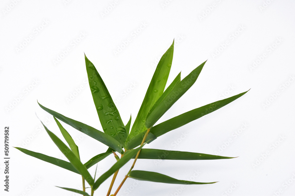 Fototapeta premium Bamboo leaves on white background