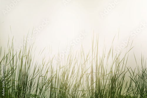 Blurred abstract background of grass fields in nature
